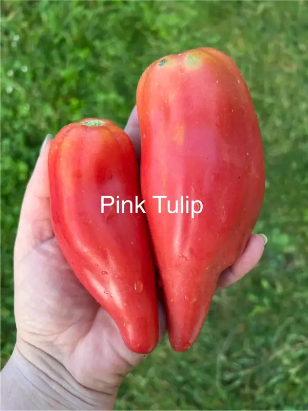 Tomaten: Pink Tulip