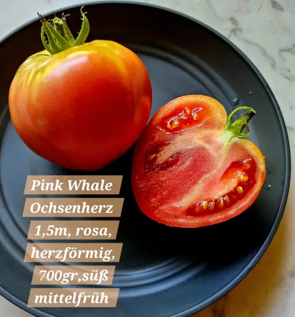 Tomaten: Pink Whale