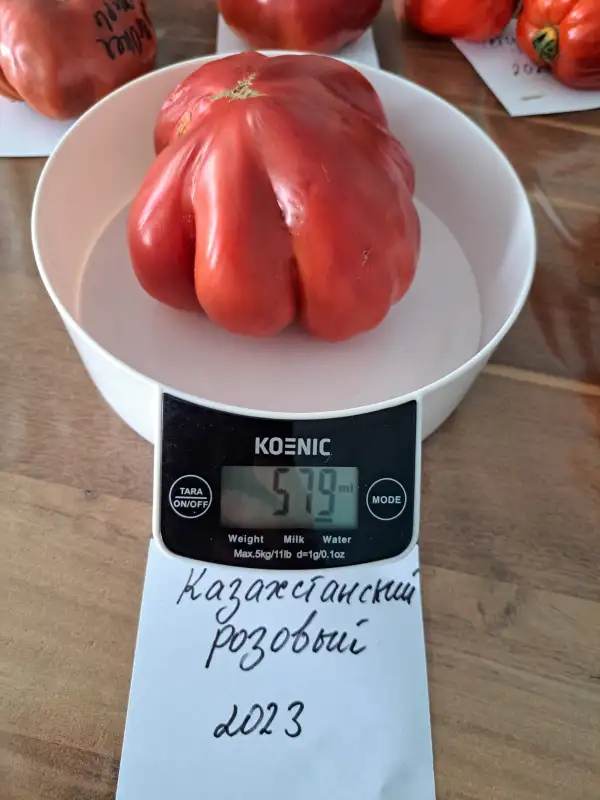 Tomaten: Pinke aus Kasachstan