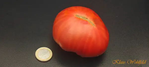 Tomaten: Pinke Bombe