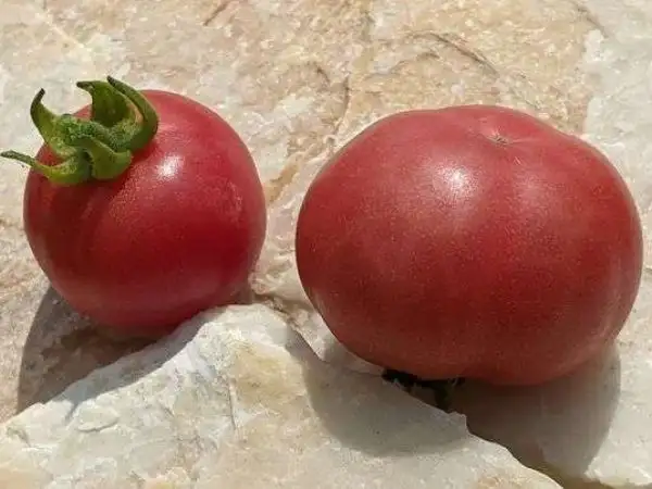 Tomaten: Pinky