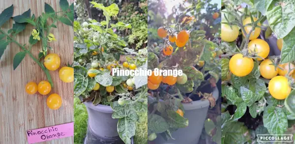 Tomaten: Pinocchio Orange - Zwergtomate