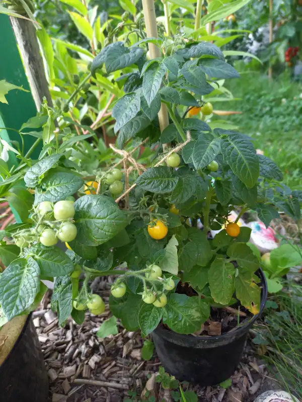 Tomaten: Pinoccio
