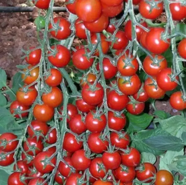 Tomaten: Pinpon