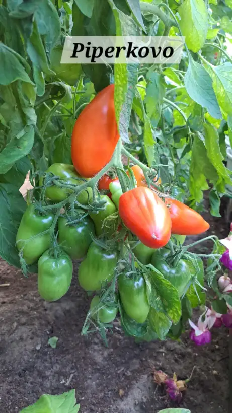 Tomaten: Piperkovo (Bulgarien)