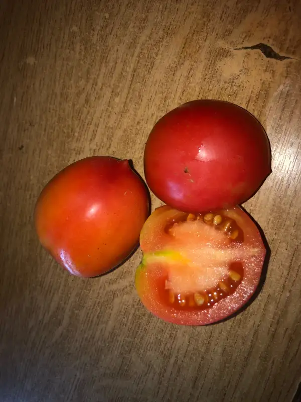 Tomaten: Pipochka Syzranskaya