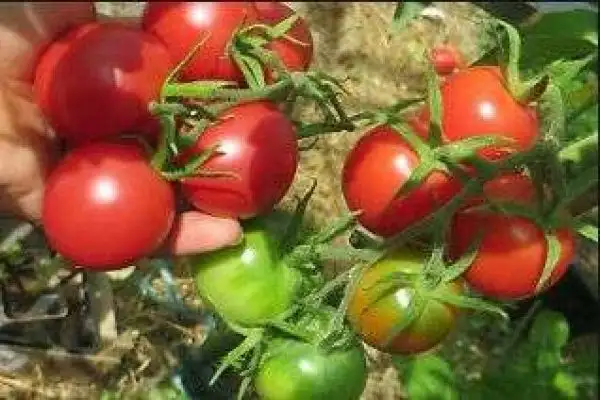 Tomaten: Pipotchka Syzranskaya