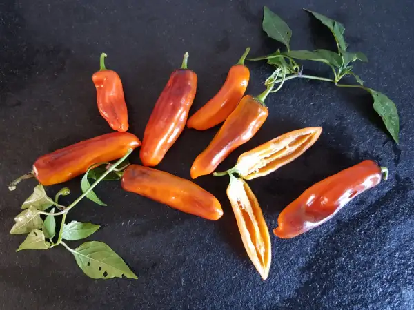 Chili / Paprika: Pippin