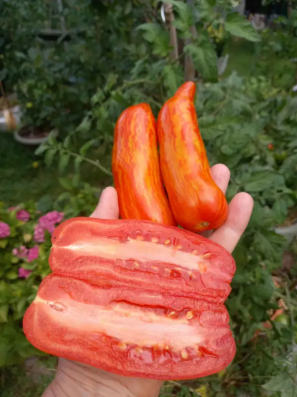 Tomaten: Piprakjuline Tribuline