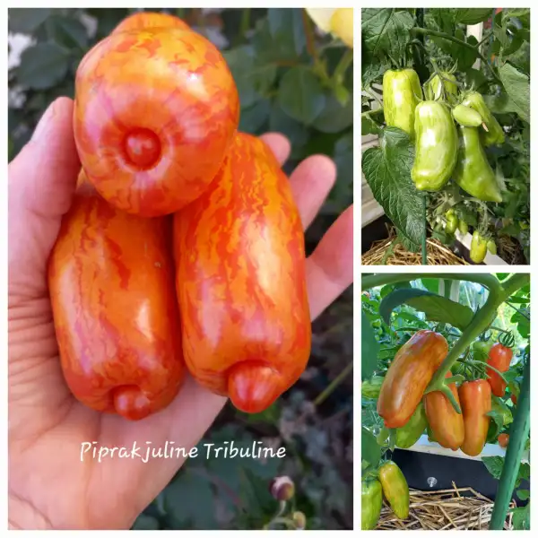 Tomaten: Piprakjuline Tribuline