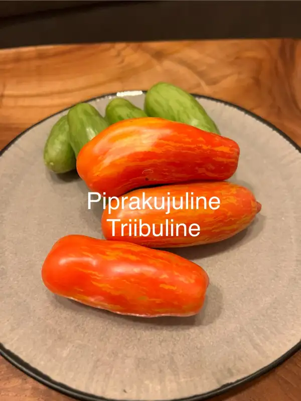 Tomaten: Piprakujuline Triibuline