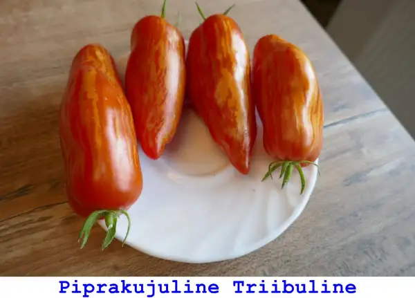 Tomaten: Piprakujuline Triibuline