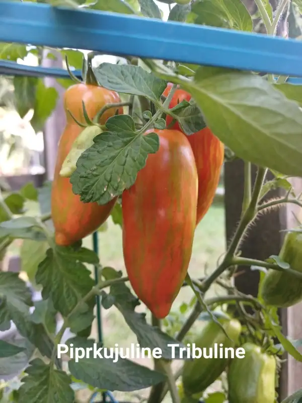 Tomaten: Piprkujuline tribuline