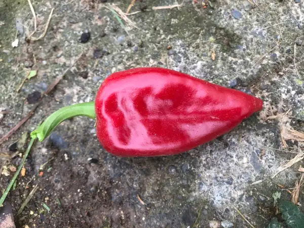 Chili / Paprika: Piquillo de Lodosa