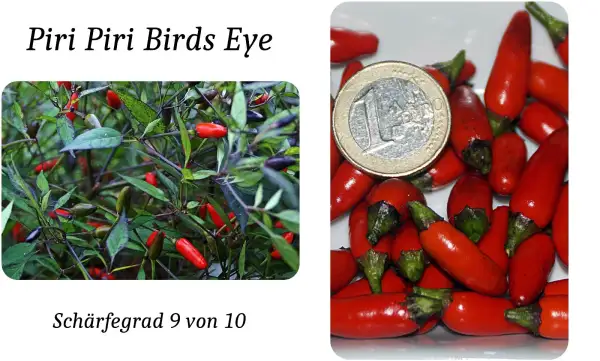 Chili / Paprika: Piri Piri Birds Eye