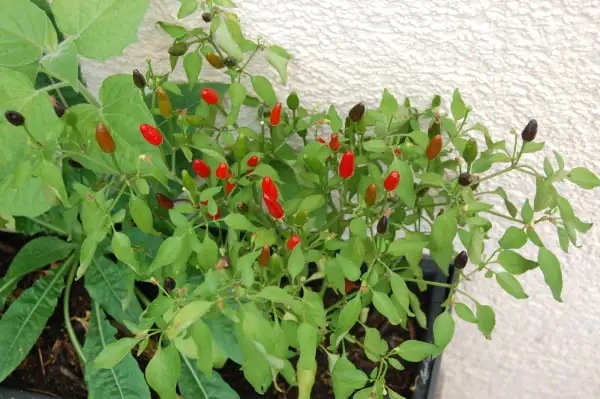 Chili / Paprika: Piri Piri Birds Eye