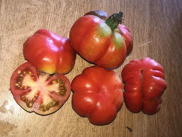 Tomaten: Pisanello Bruschetta