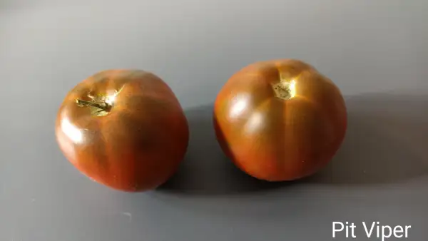 Tomaten: Pit Viper