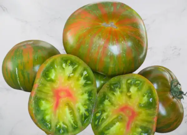 Tomaten: Pit Viper