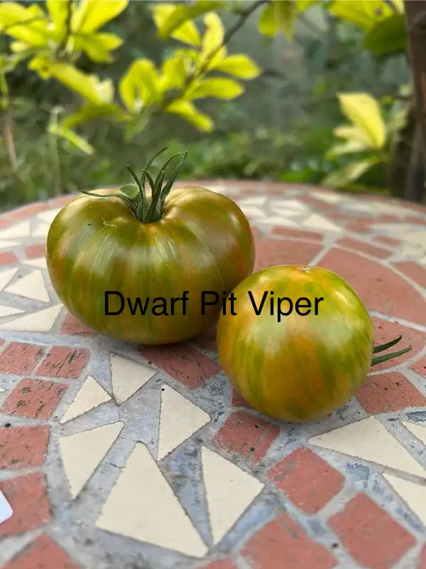 Tomaten: Pit Viper (Dwarf)