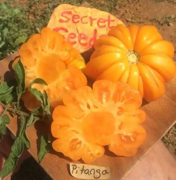 Tomaten: Pitaga Gelb