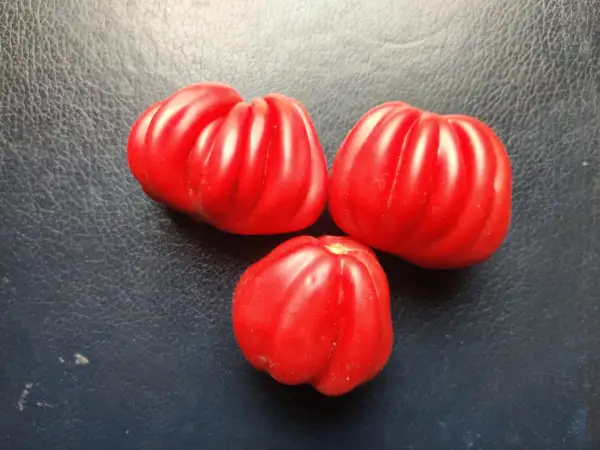 Tomaten: Pitanga