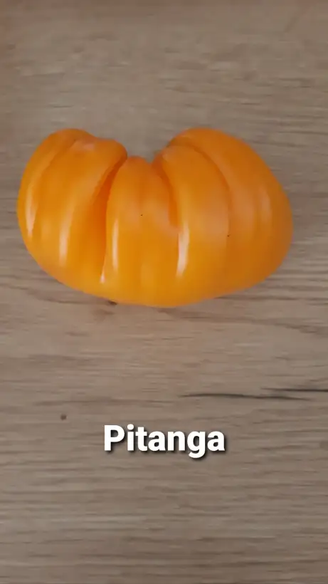 Tomaten: Pitanga