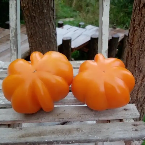 Tomaten: Pitanga Amarelo - fruchtig mit süßem Aroma und einer leichten exotischen Note.