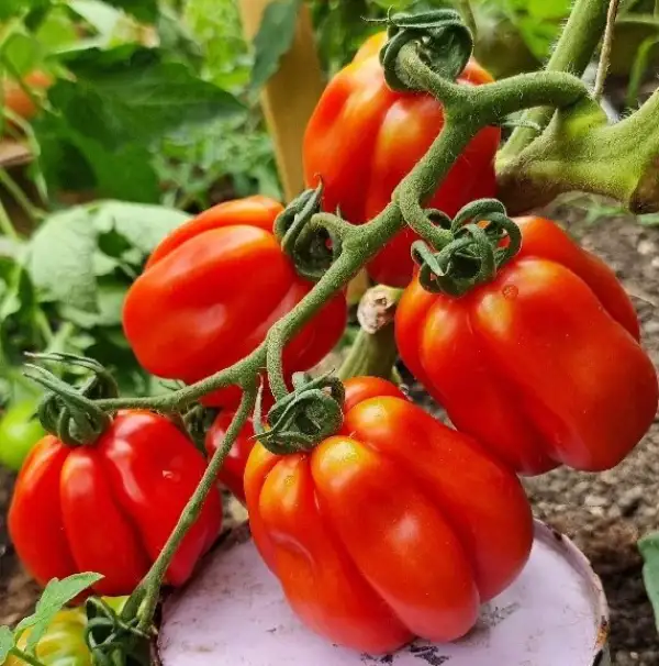 Tomaten: Pitanga Rot
