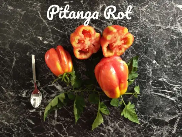 Tomaten: Pitanga Rot