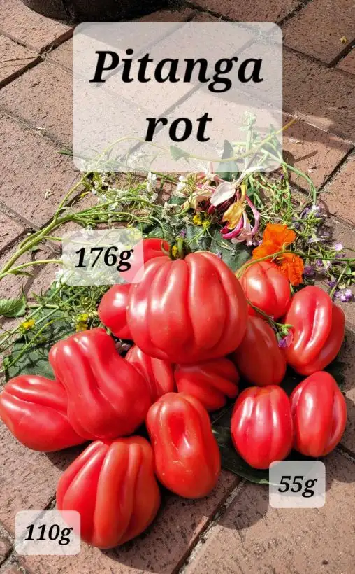 Tomaten: Pitanga Rot