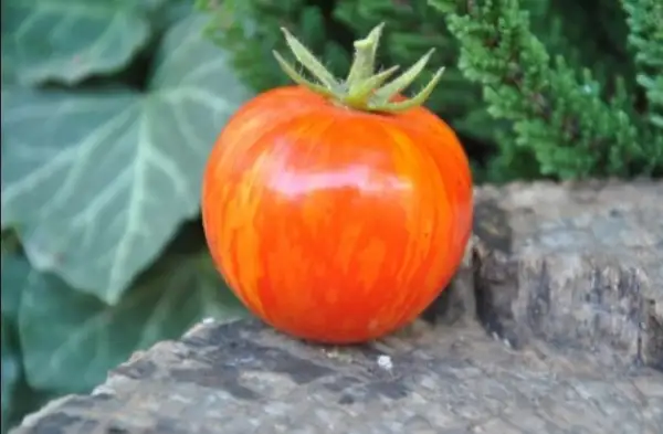 Tomaten: Pixie Striped