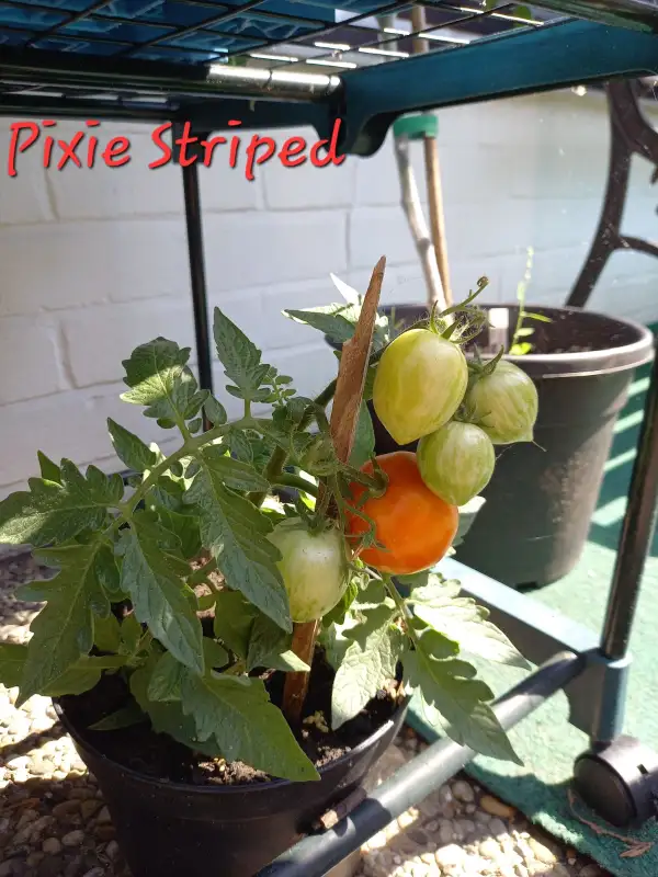 Tomaten: Pixie Striped