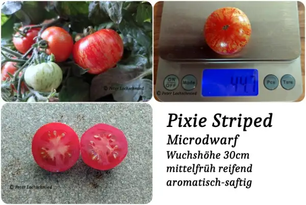 Tomaten: Pixie Striped