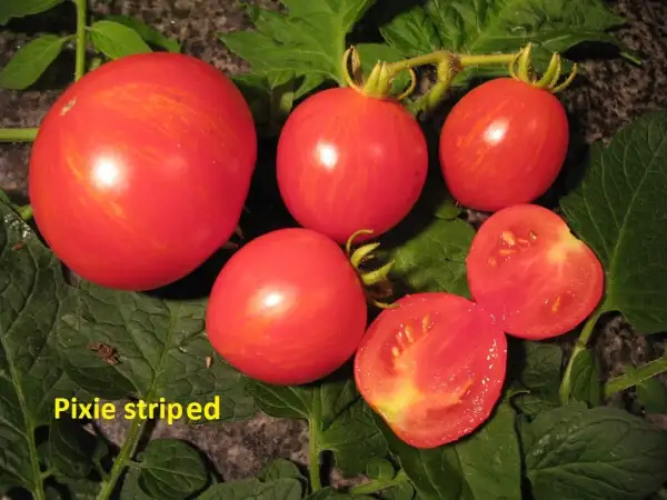 Tomaten: Pixie Striped