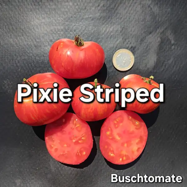 Tomaten: Pixie Striped