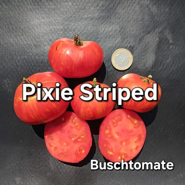 Tomaten: Pixie Striped