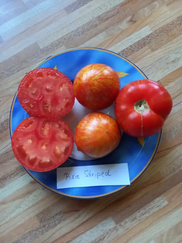 Tomaten: Pixie Striped