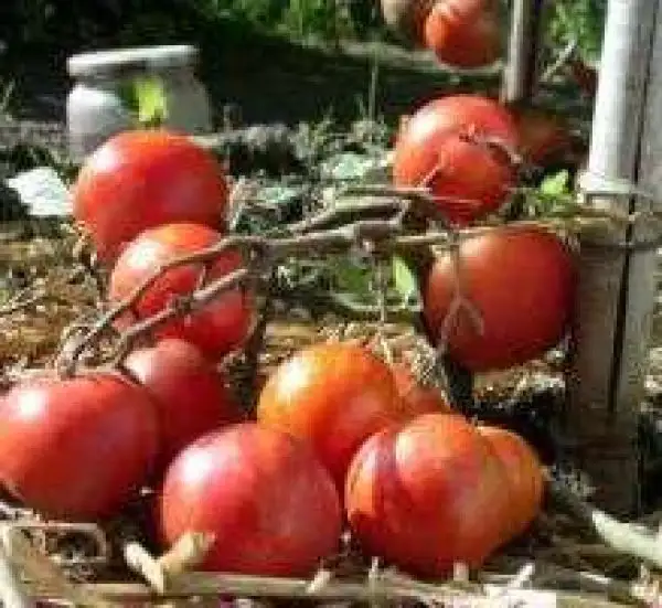 Tomaten: Pixie Striped