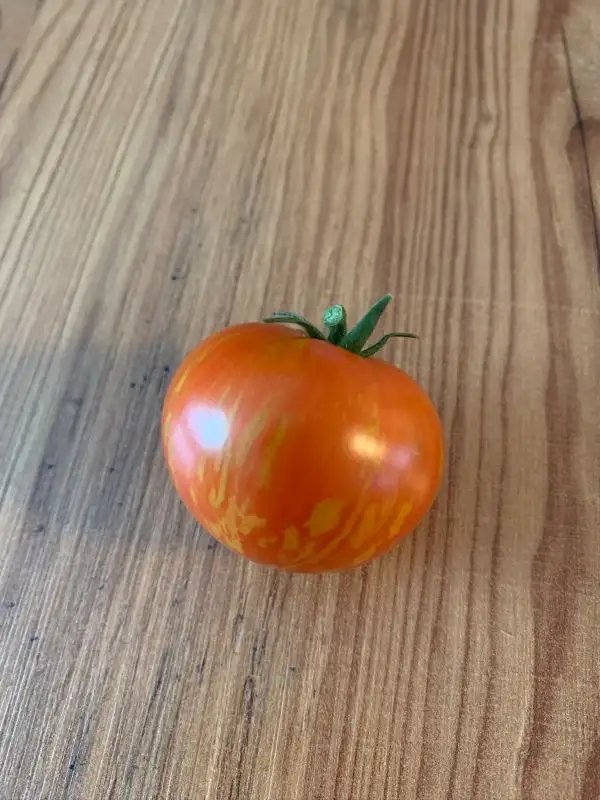 Tomaten: Pixie Striped