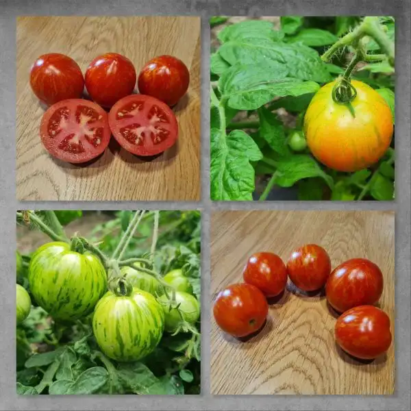 Tomaten: Pixie Striped