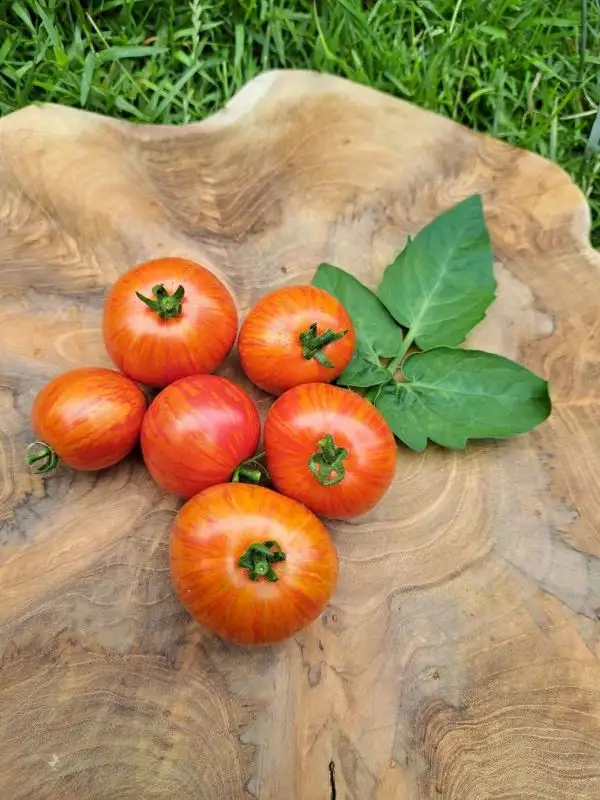 Tomaten: Pixie striped (Buschtomate)