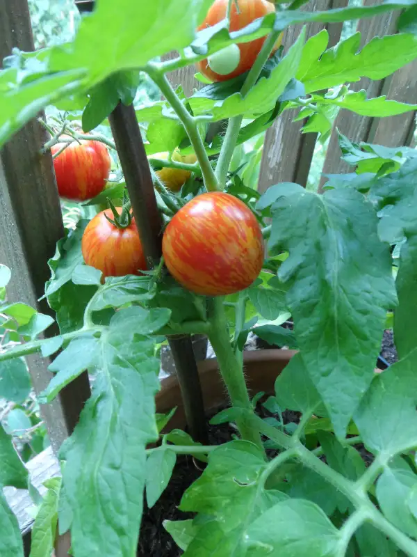 Tomaten: Pixie Striped Dwarf ( Kat# 2928 )