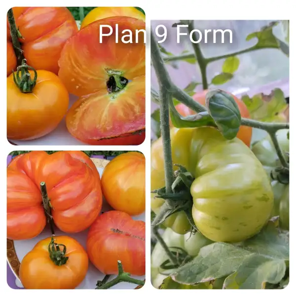 Tomaten: Plan 9 From