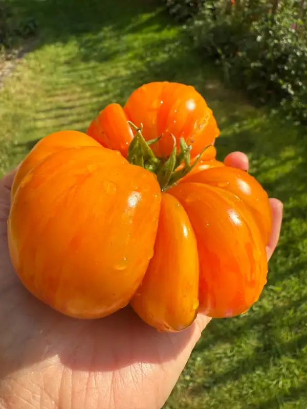Tomaten: Plan 9 from outer Space