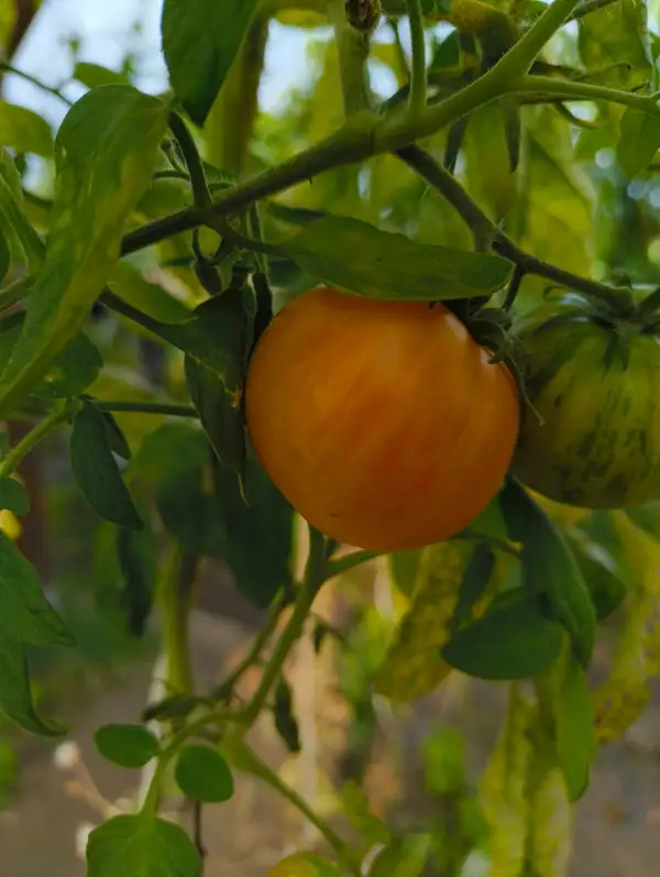 Tomaten: Plan 9 from outer Space