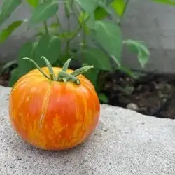 Tomaten: Plan 9 from outer Space