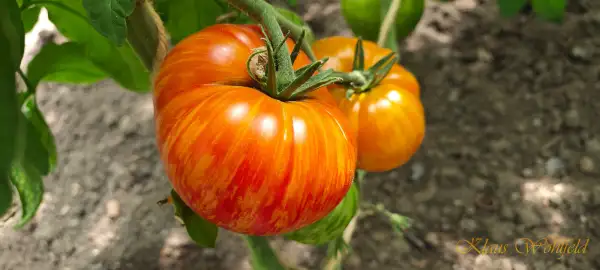 Tomaten: Plan 9 from outer Space