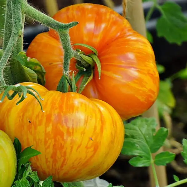 Tomaten: Plan 9 from outer Space