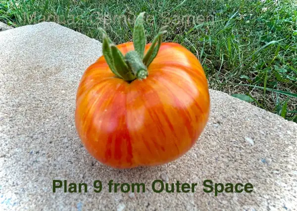 Tomaten: Plan 9 from outer Space